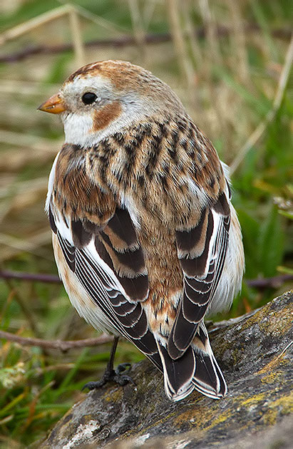 snow bunting