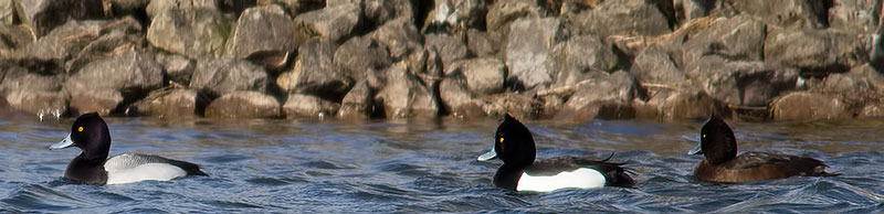 lesser scaup