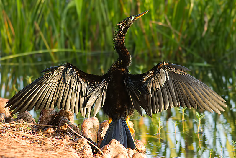 Anhinga