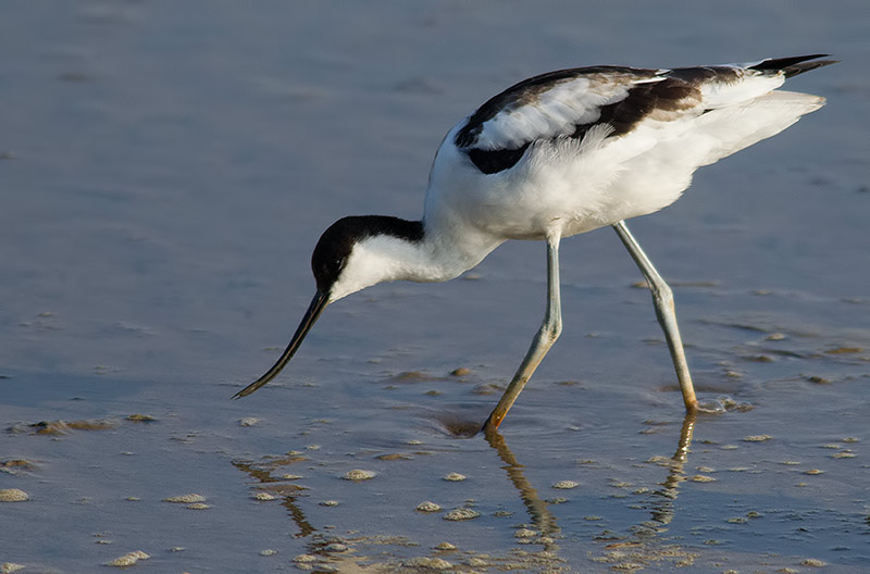 avocet