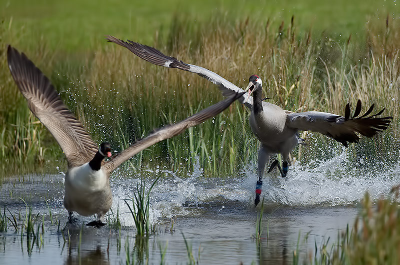 common crane