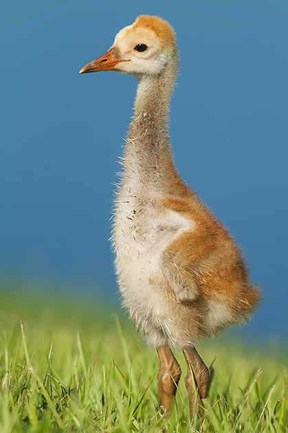 Sandhill crane