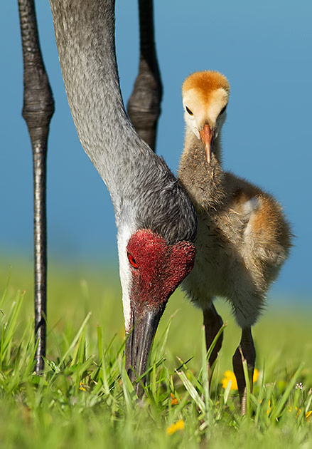 Sandhill crane