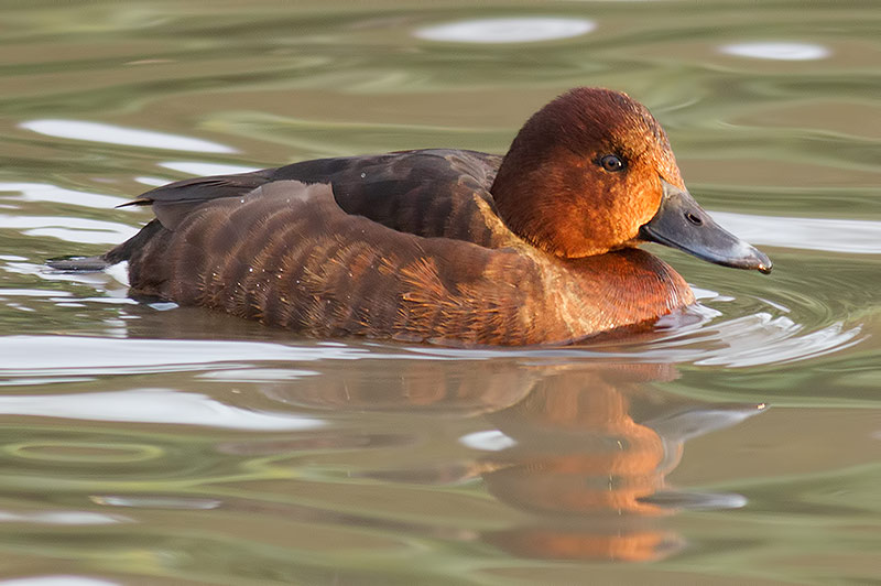 ferruginous duck