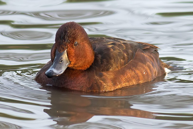 ferruginous duck