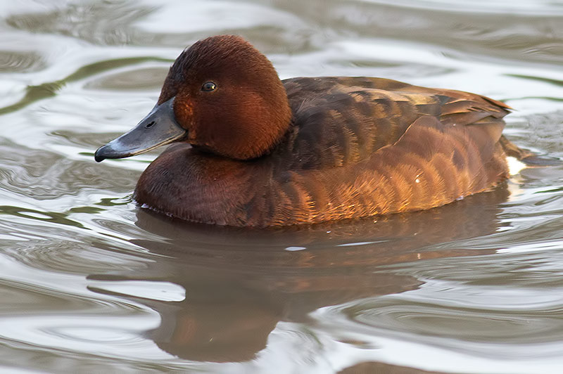 ferruginous duck