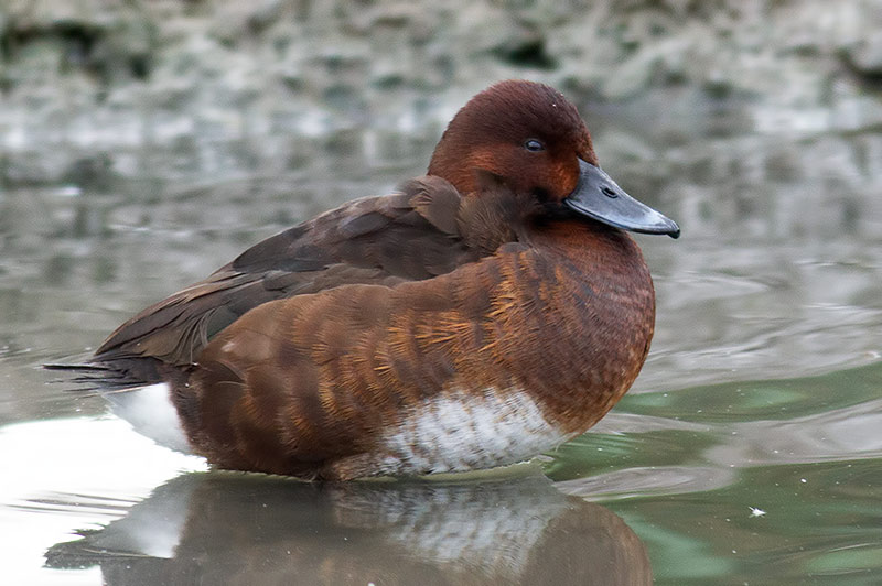 ferruginous duck