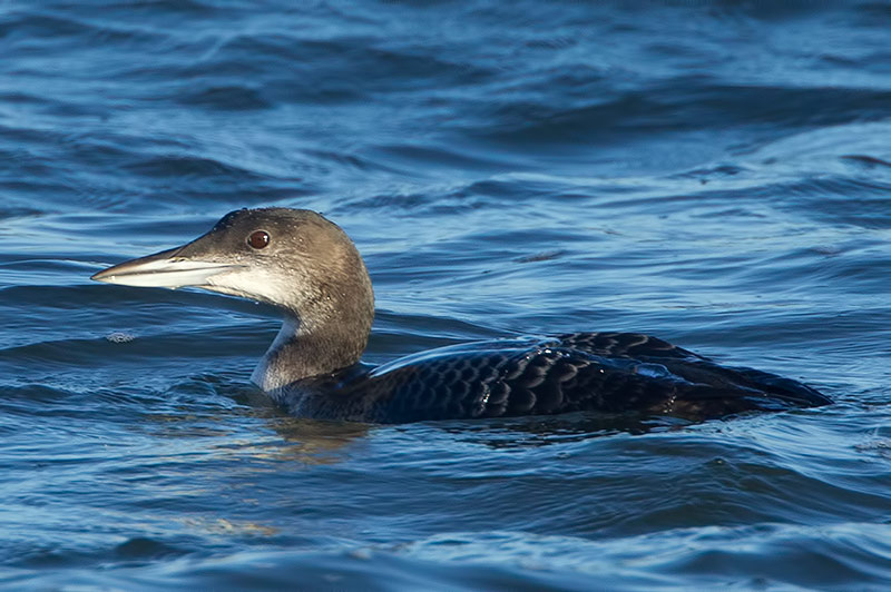 great northern diver