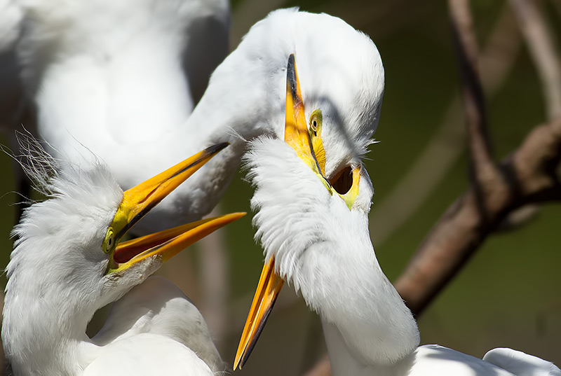 Great egret