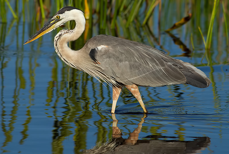great blue heron
