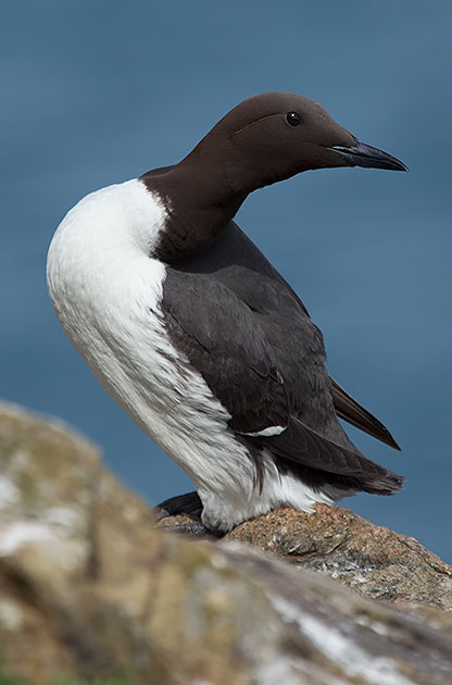 guillemot