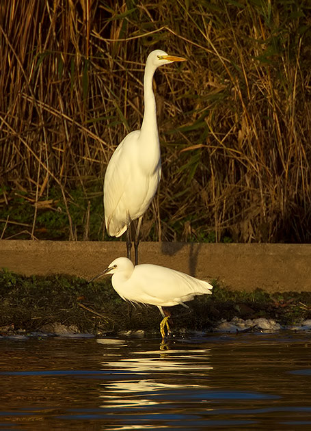 great white and little egrets