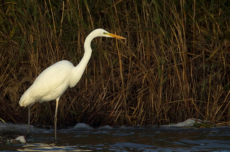 great white egret