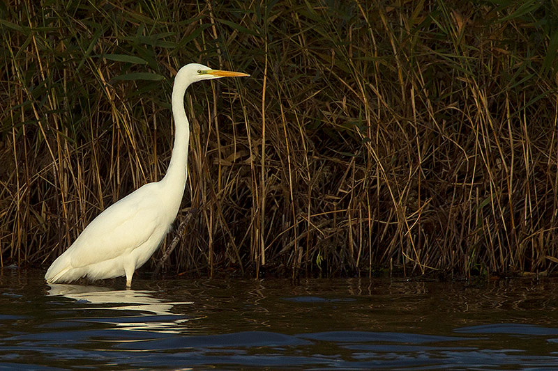 great white egret