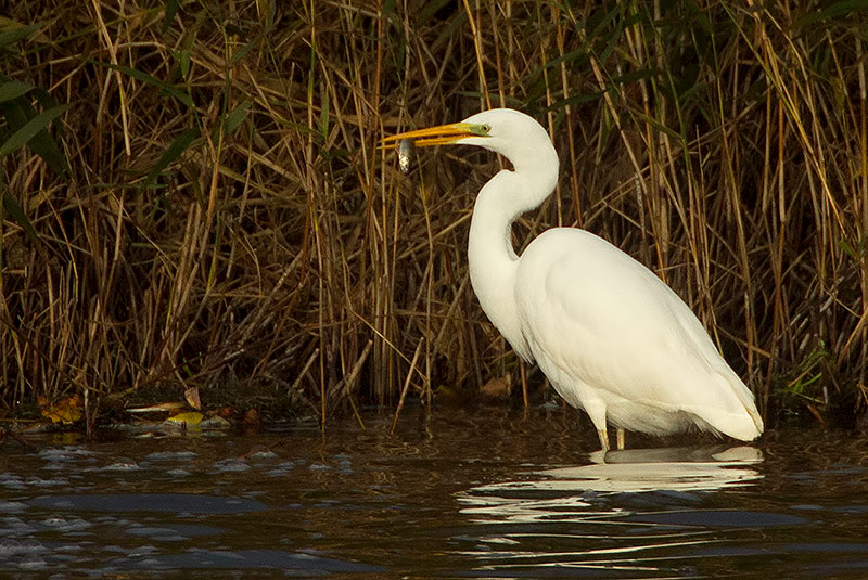 great white egret