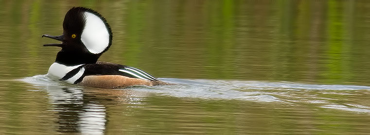 hooded merganser