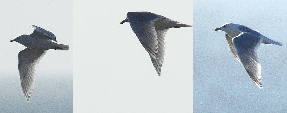 Kumlien's gull