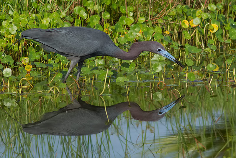 Little blue heron