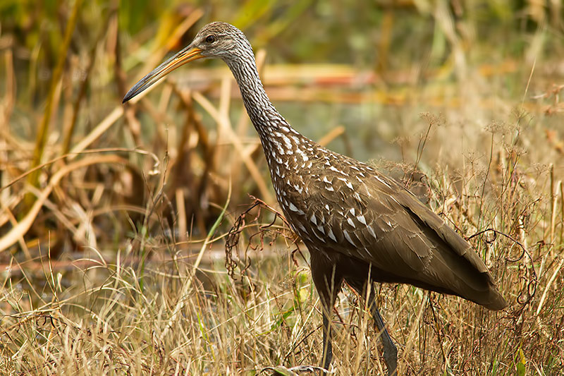 Limpkin