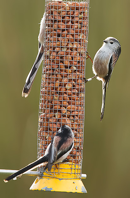 long-tailed tits
