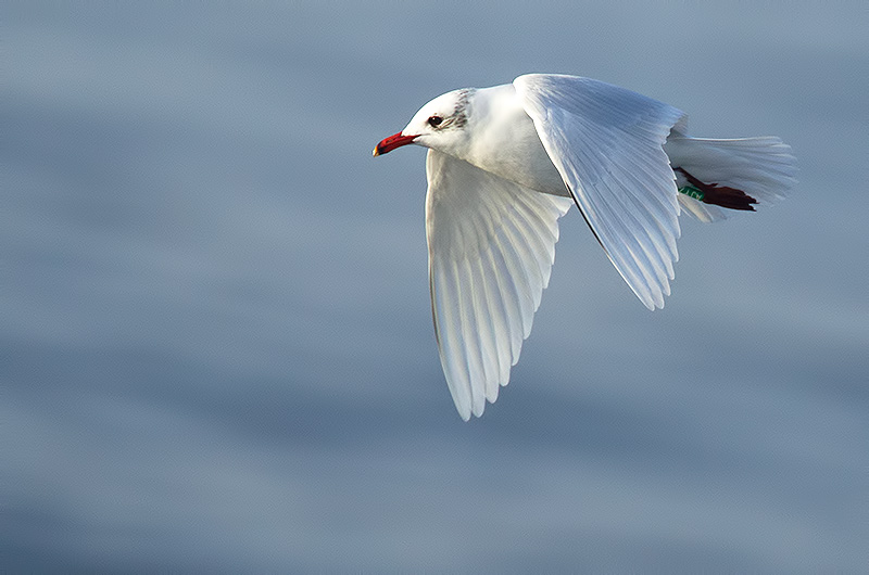 Mediterannean gull