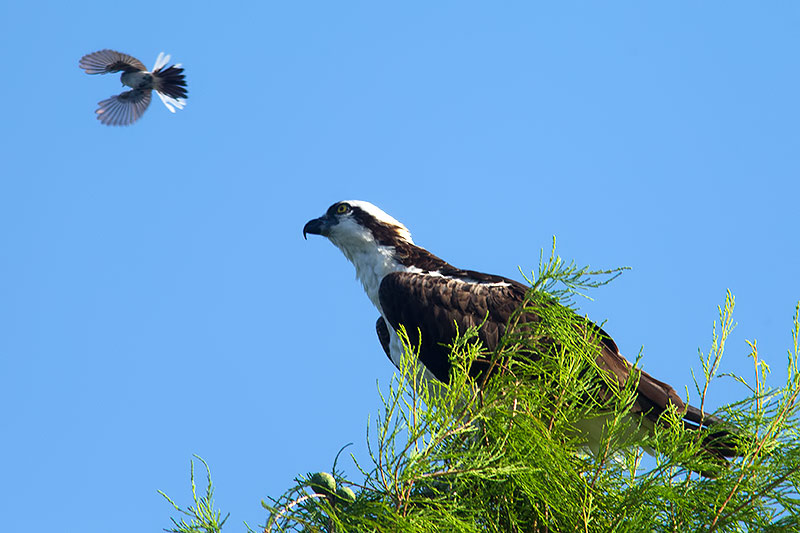 Osprey