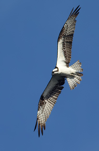 Osprey