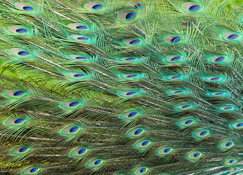 peacock