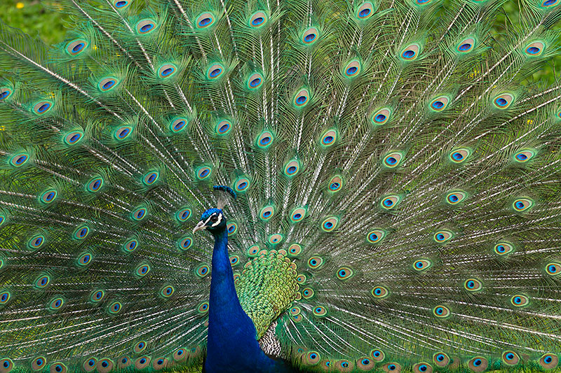 peacock