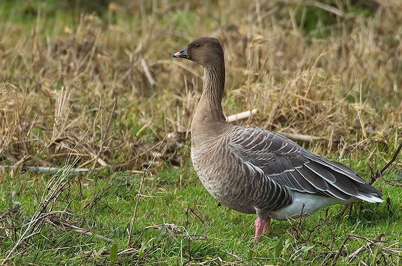 pink-footed goose