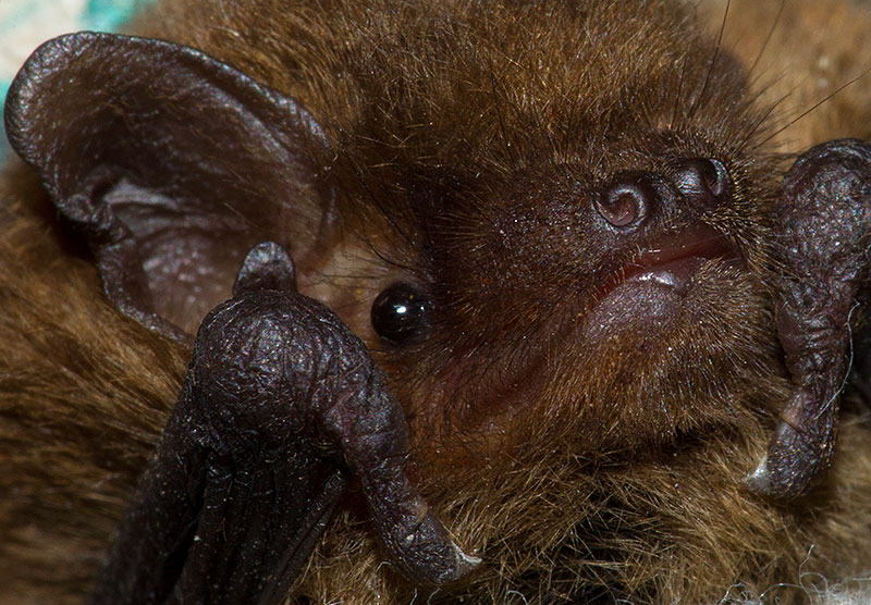 common pipistrelle