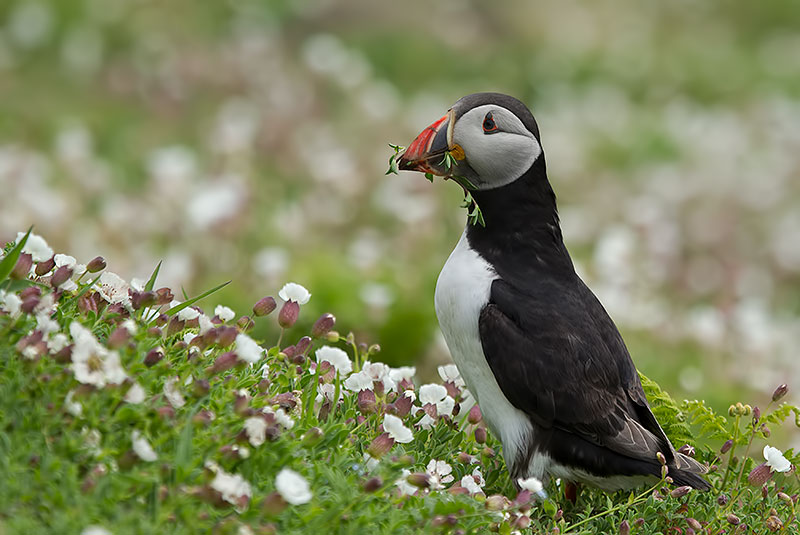 puffin
