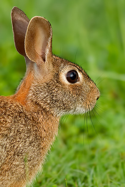 eastern cottontail
