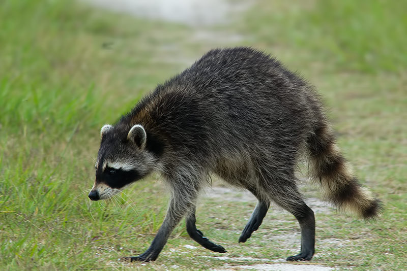 raccoon