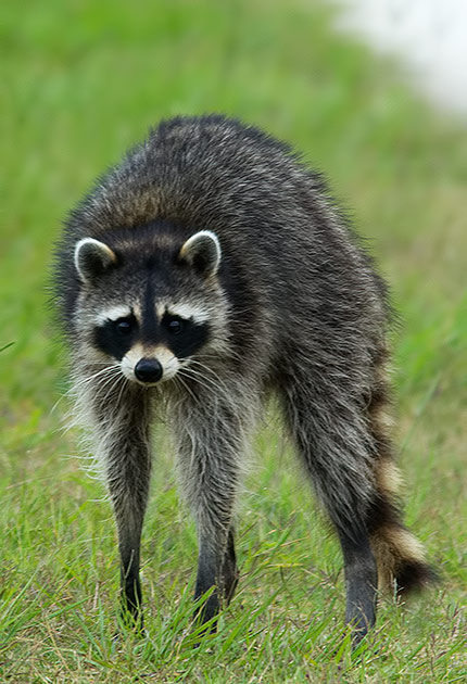 raccoon