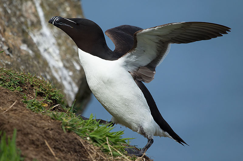 razorbill