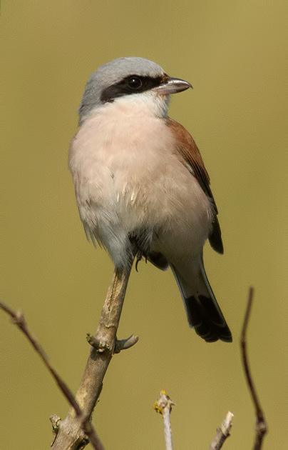 red-backed shrike