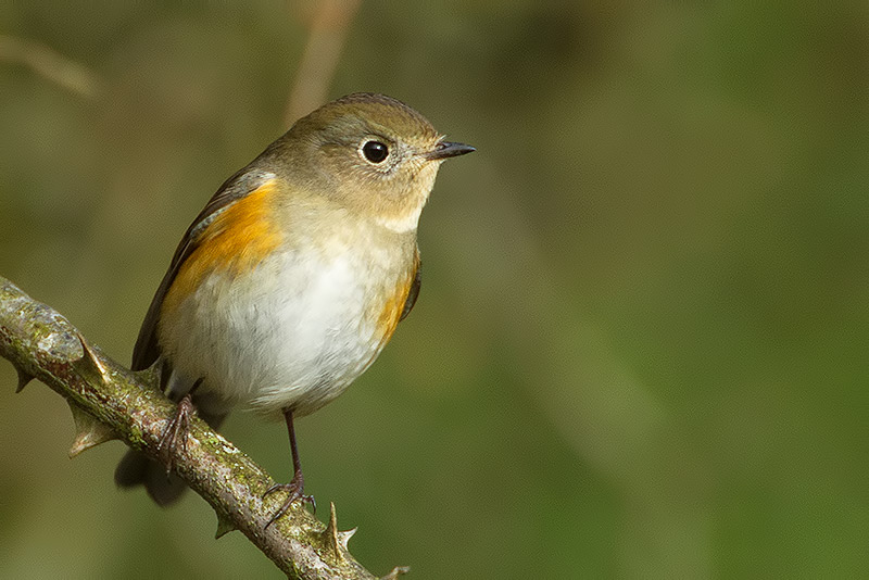 red-flanked bluetail