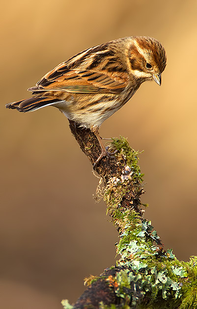 reed bunting