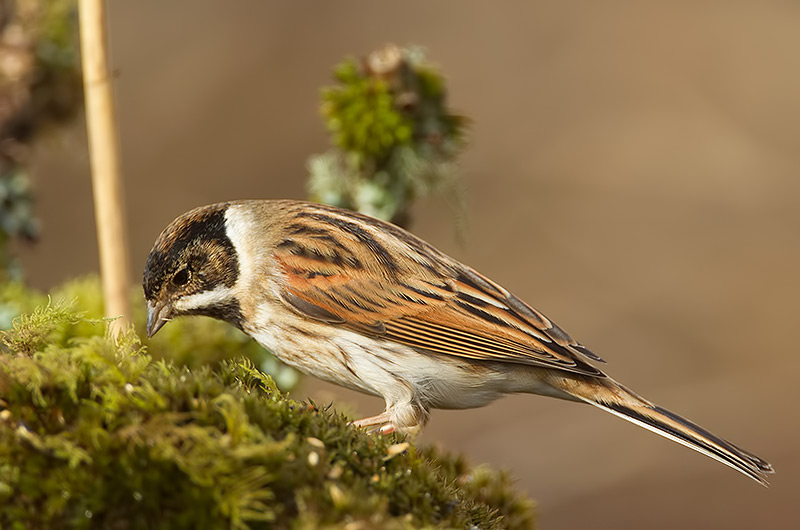reed bunting