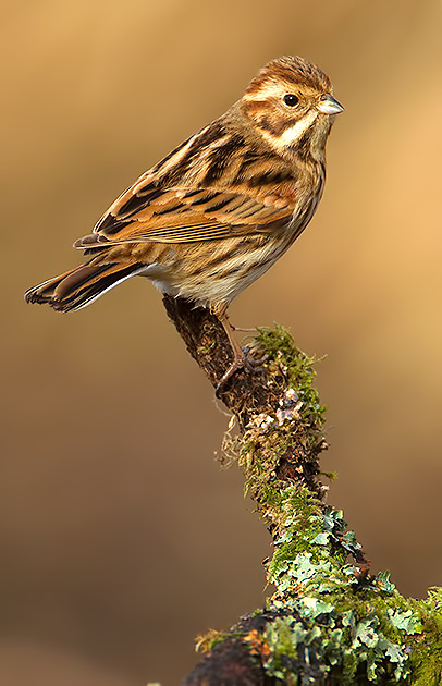 reed bunting