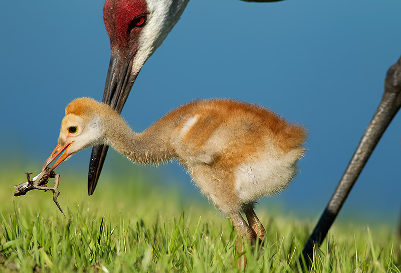 Sandhill crane