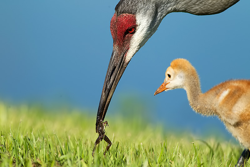 Sandhill crane