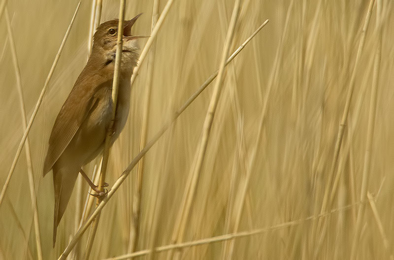 Savi's warbler