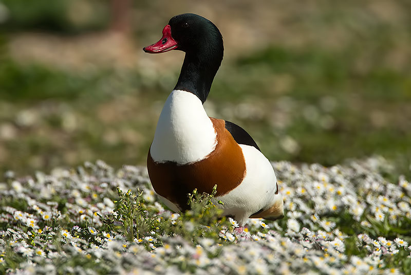 shelduck