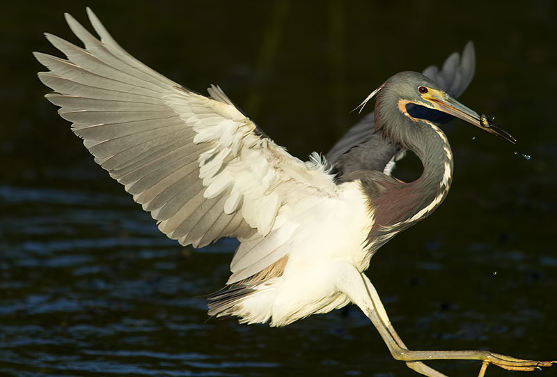 Tricoloured heron