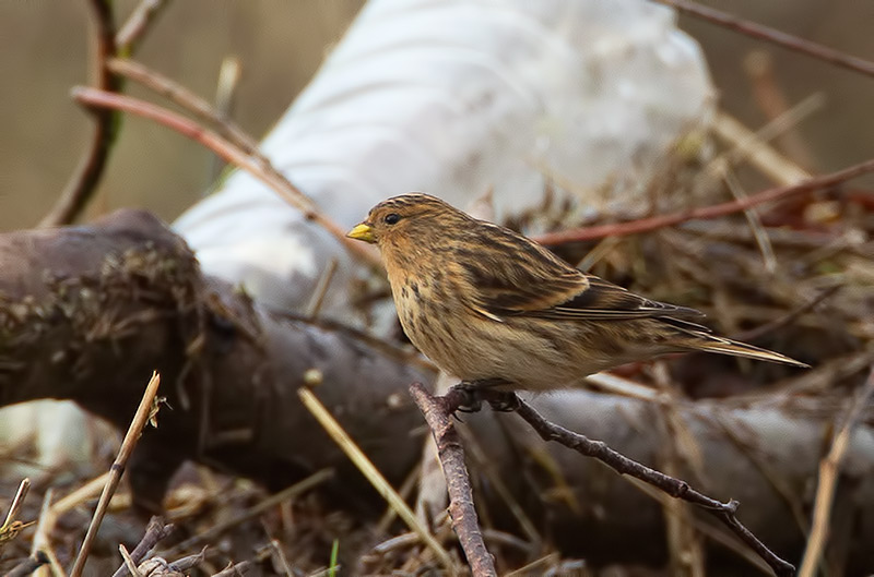 twite
