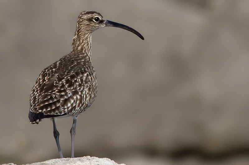 whimbrel