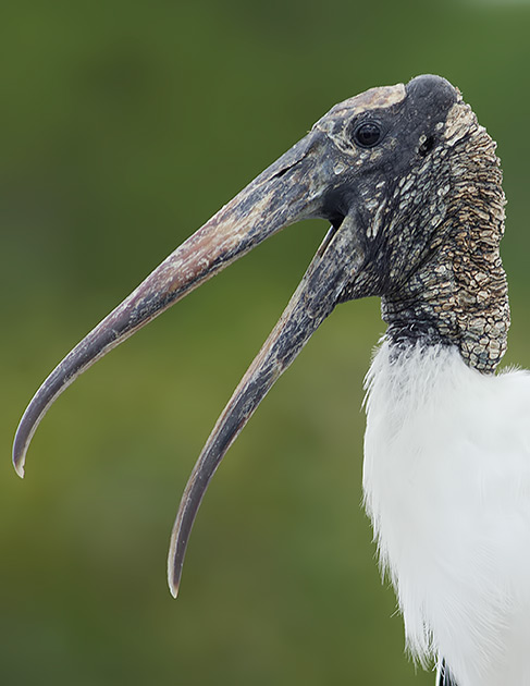 Wood stork