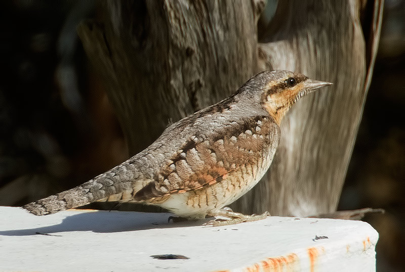 wryneck